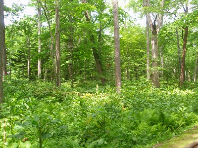 e0004756_21384432.jpg