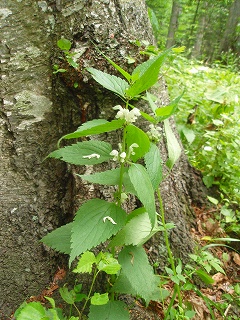 e0004756_22204942.jpg