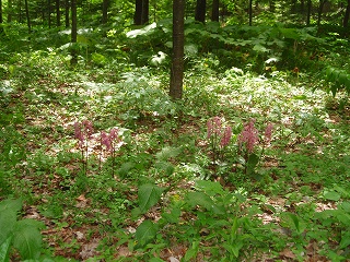 e0004756_2273478.jpg