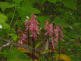 e0004756_227947.jpg
