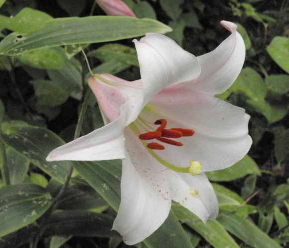 c0042869_22203125.jpg