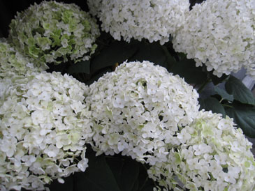 c0146487_13202948.jpg