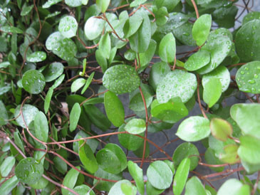 c0146487_1324311.jpg