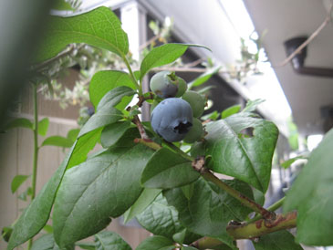 c0146487_13262010.jpg