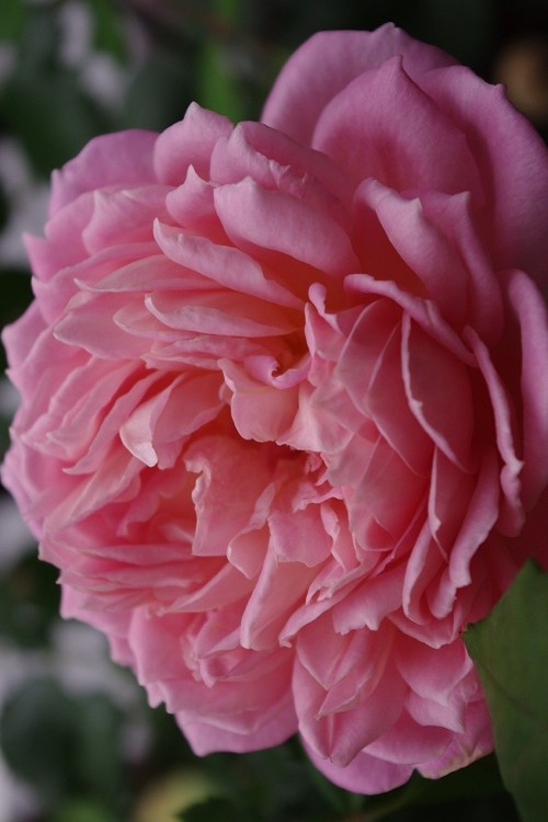 c0147909_811085.jpg