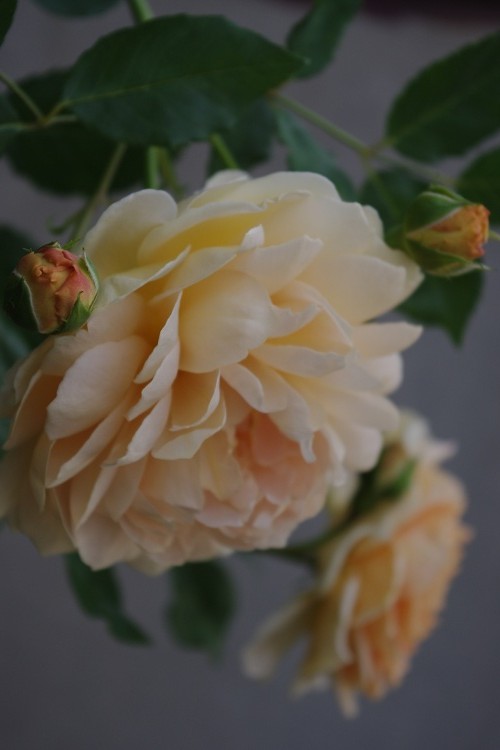 c0147909_89147.jpg