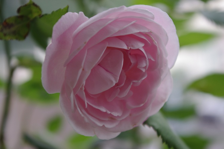 c0147909_894190.jpg