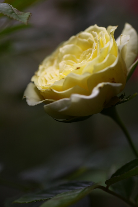 b0165522_7301733.jpg