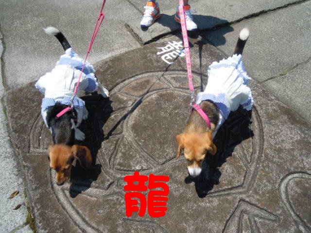 c0166622_12331226.jpg