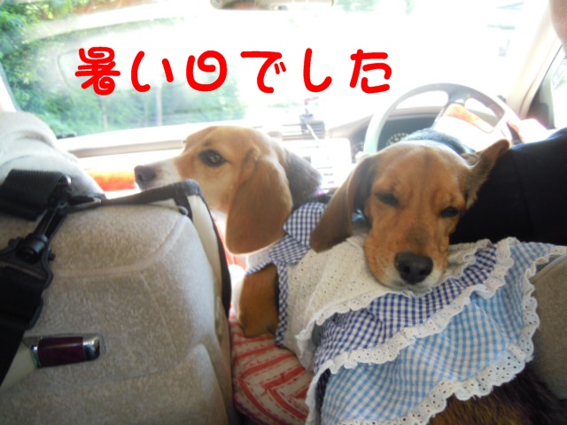 c0166622_1234588.jpg