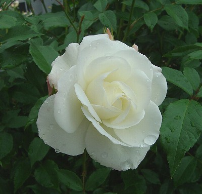 f0205733_1002943.jpg