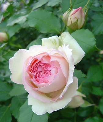 f0205733_100478.jpg