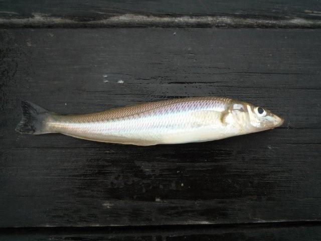 f0025351_110598.jpg