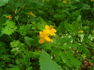 e0004756_12431819.jpg