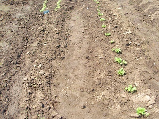 e0004756_9314939.jpg