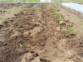 e0004756_9335458.jpg