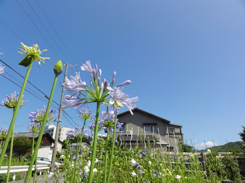 c0108460_15473819.jpg