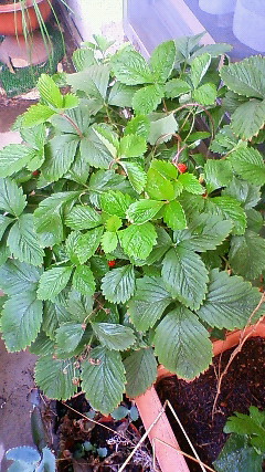 c0017505_864842.jpg