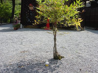 b0132710_16495268.jpg