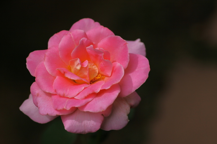 b0165522_6399100.jpg
