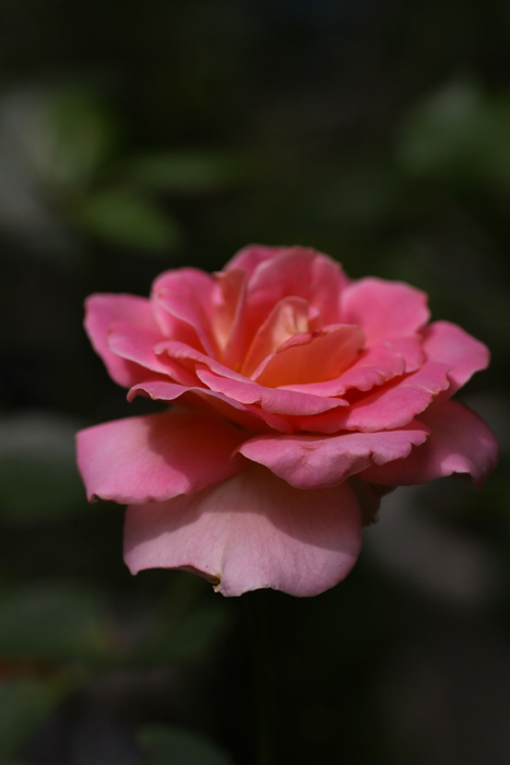 b0165522_6405812.jpg