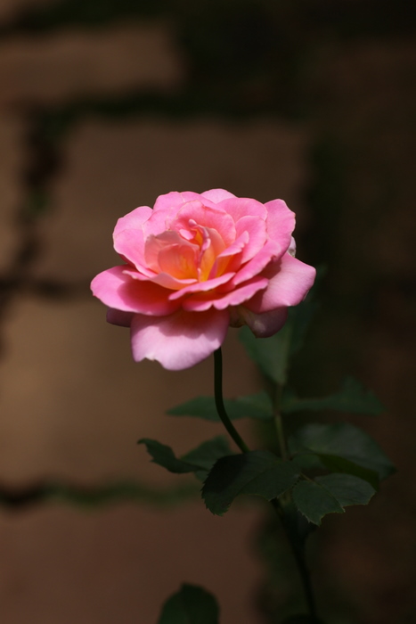 b0165522_641212.jpg