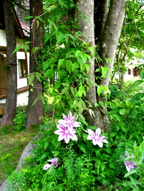 c0204740_20544055.jpg