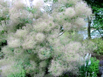 c0204740_20553965.jpg