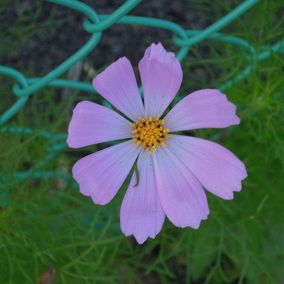 c0122670_2275670.jpg