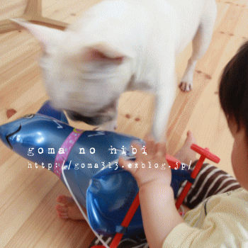 b0180085_21263832.gif