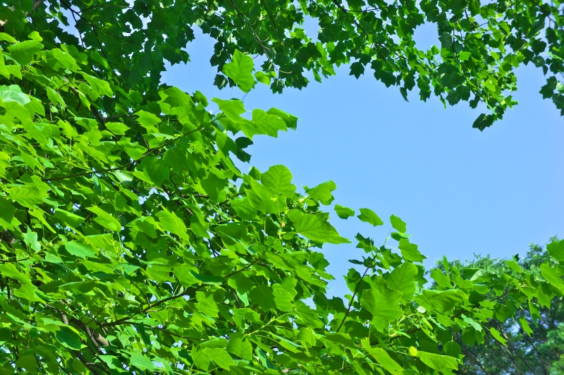 a0185693_3282042.jpg