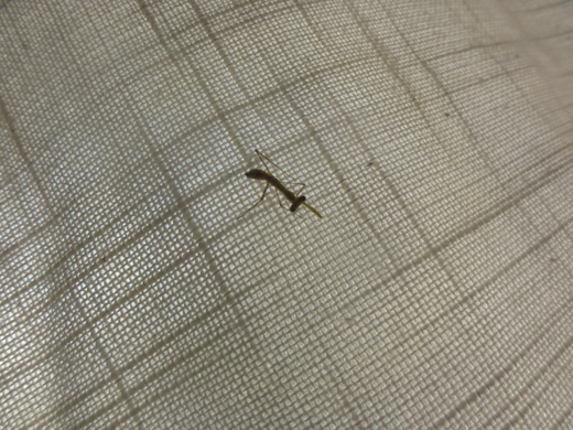 a0199304_2122231.jpg