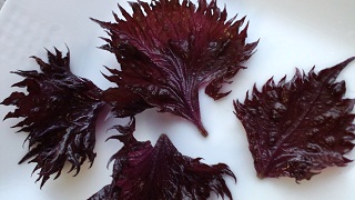 b0188121_063515.jpg