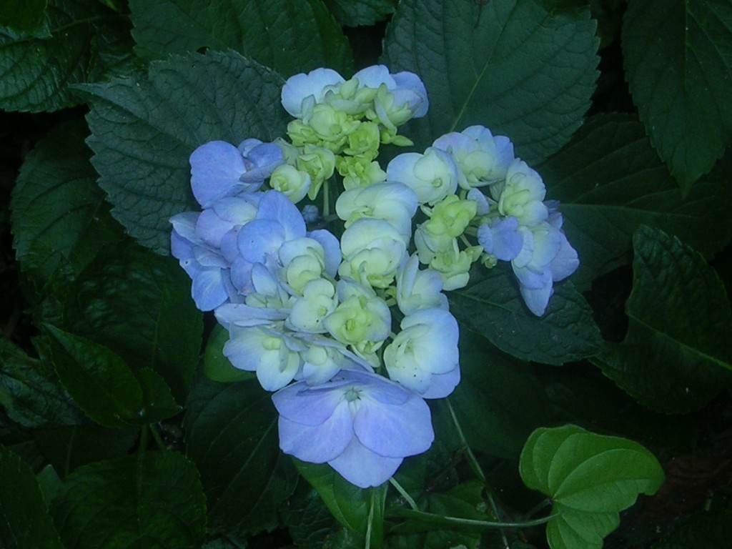 d0181824_1151879.jpg