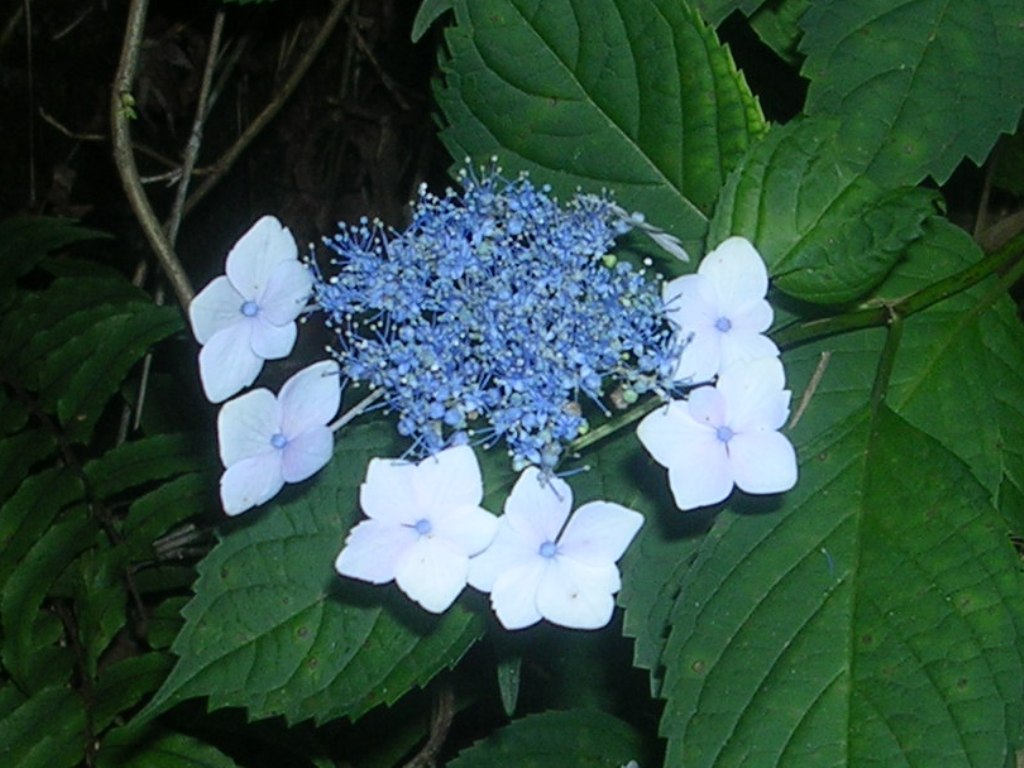 d0181824_11538100.jpg