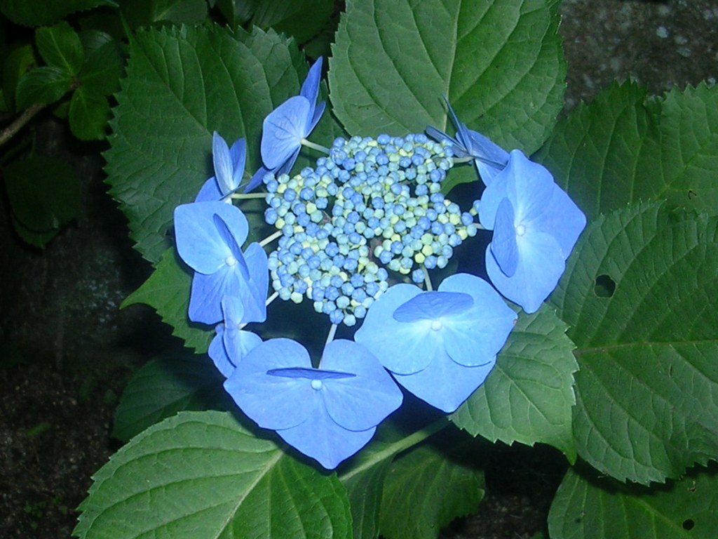 d0181824_115569.jpg