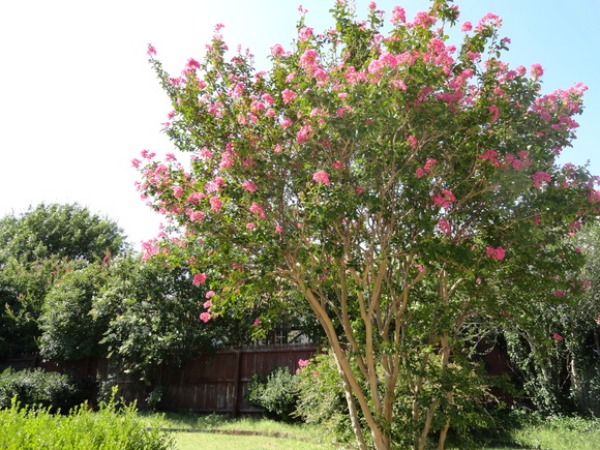 f0238932_5361079.jpg