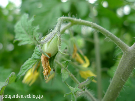 食べ蒔き野菜 ミニトマト