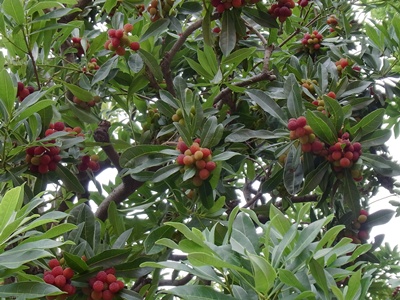 b0120541_223025100.jpg
