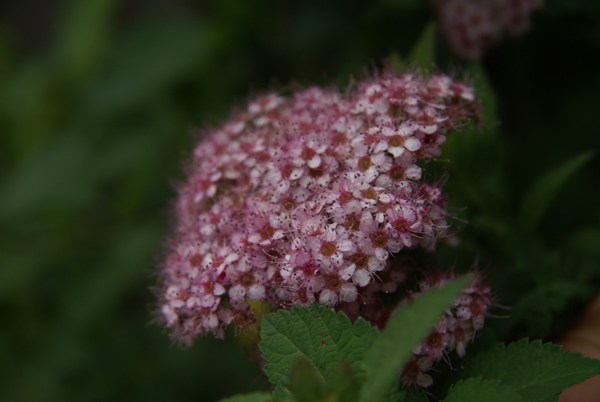 f0214649_4515531.jpg