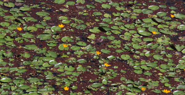 d0163550_16162760.gif