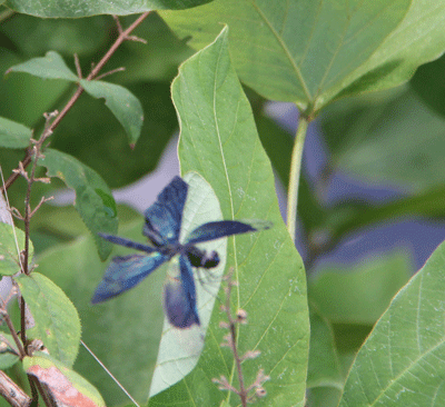 d0163550_1625558.gif
