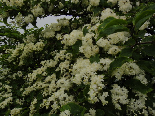 c0179351_1310191.jpg