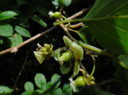 c0179351_13111355.jpg