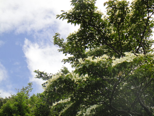 c0179351_13125435.jpg