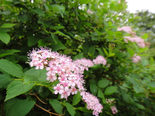c0179351_1385862.jpg