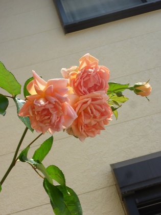 f0213778_15512862.jpg