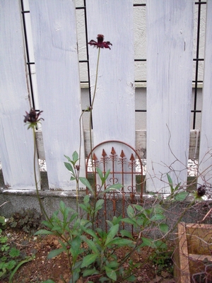 c0198485_17165217.jpg