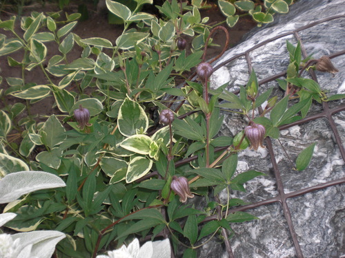 a0183790_22264757.jpg