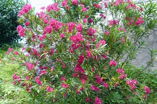 f0221708_14442649.jpg